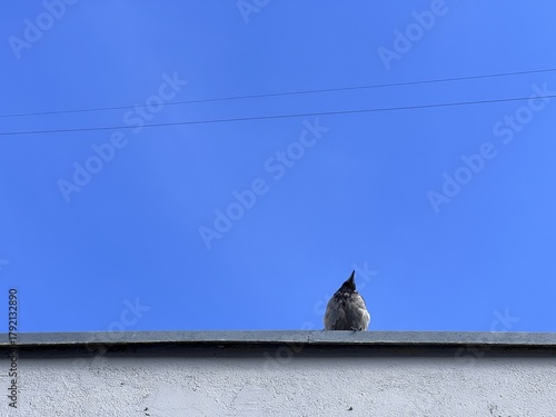 Bird in the rooftop with a blue sky
