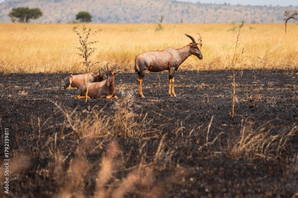 Fototapeta premium Topi Antelope on Recently Burned Savannah Ground