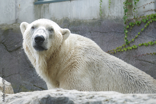 Captive polar bear (Ursus maritimus)