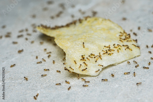 Cuadro en lienzo Ants swarming a discarded food chip on concrete floor