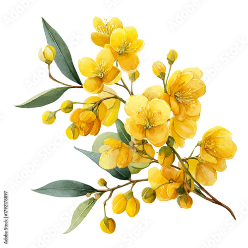 Watercolor Acacia Flower vector, artistic painting style, high-resolution illustration on a pure white background.