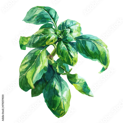 Basil watercolor drawing vector, premium quality illustration on a clean white background.