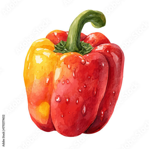 Stylized watercolor Bell Pepper vector, modern artistic illustration with high-quality details on a pure white background.