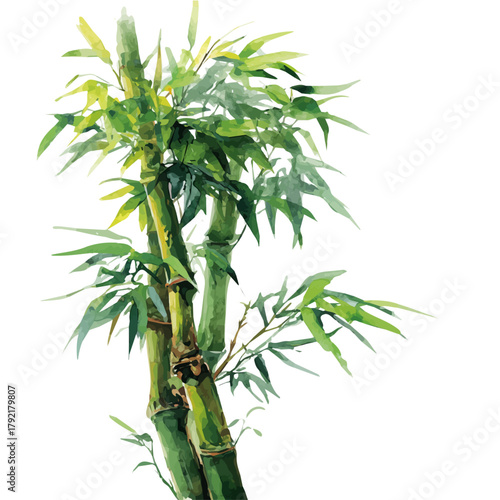 Stylized watercolor Bamboo vector, modern artistic illustration with high-quality details on a pure white background.