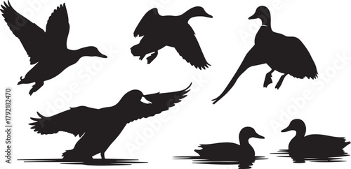 Diverse Silhouettes of Ducks in Flight and on Water