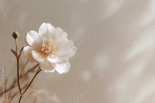 soft beige background with a single white flower in gentle light creating a minimal peaceful sympathy aesthetic