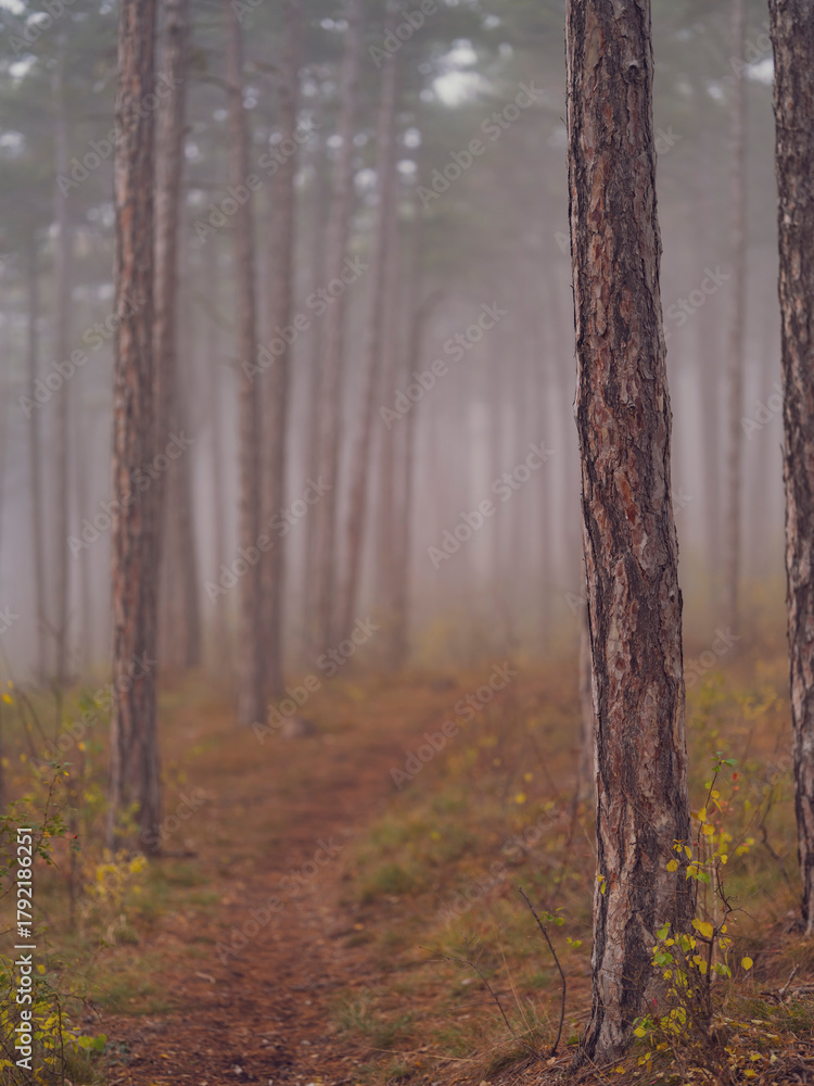 Naklejka premium misty autumn forest 