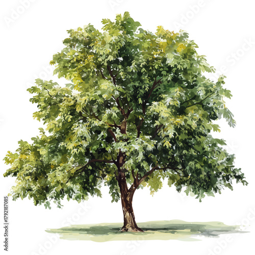 Watercolor Walnut Tree vector, artistic painting style, high-resolution illustration on a pure white background.