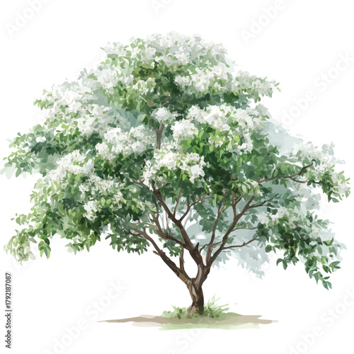 Jasmine Tree watercolor vector illustration, high-quality artwork isolated on a pure white background.