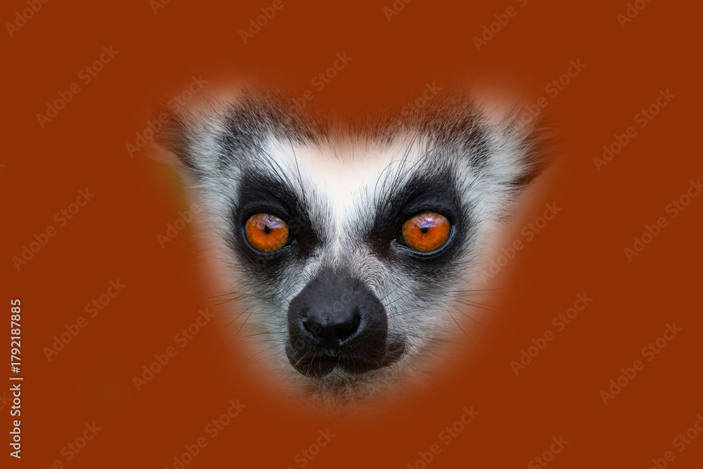 Obraz premium portrait of a lemur on a orange background