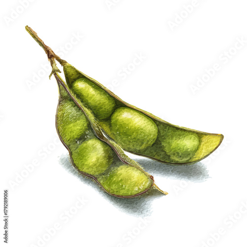 Soybean Pod watercolor drawing vector, premium quality illustration on a clean white background.