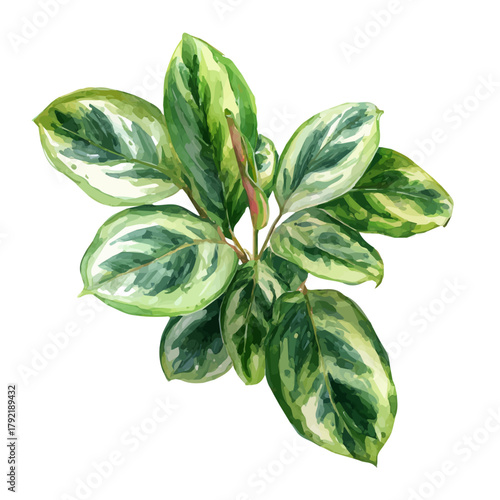 Ctenanthe watercolor vector illustration, high-quality artwork isolated on a pure white background.