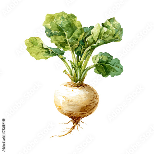 Watercolor Turnip Root vector, artistic painting style, high-resolution illustration on a pure white background.