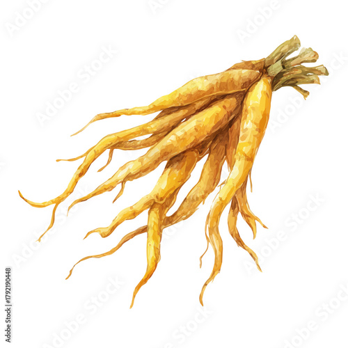 Yellow Root watercolor vector illustration, high-quality artwork isolated on a pure white background.