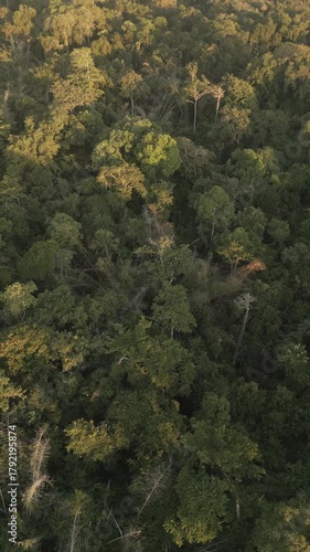 Aerial view of tropical rainforest at sunset time.Bali island.Indonesia.Vertical video