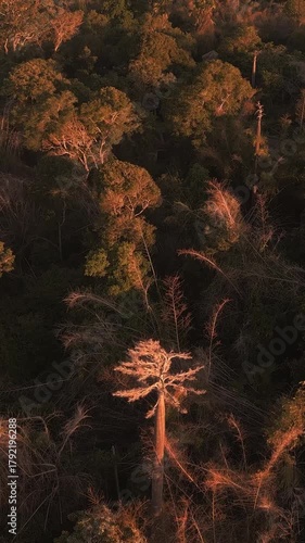Aerial view of tropical rainforest at sunset time.Bali island.Indonesia.Vertical video
