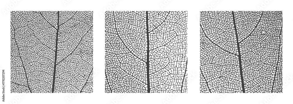 Naklejka premium Leaf vein cell skeleton texture abstract background set with close up plant leaf cells structure pattern vector illustration. Macro leaf vein skeleton organic lattice natural foliage texture.