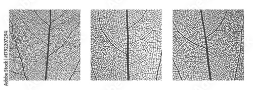 Leaf vein cell skeleton texture abstract background set with close up plant leaf cells structure pattern vector illustration. Macro leaf vein skeleton organic lattice natural foliage texture.