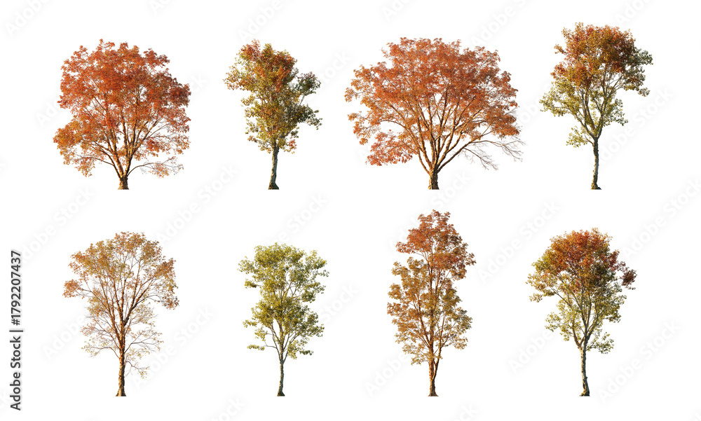 Fototapeta premium Autumn tree collection cutout set isolated png on a transparent background premium nature cut out
