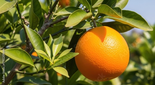 Sun-kissed orange ripening on the branch amidst vibrant green leaves on a sunny day