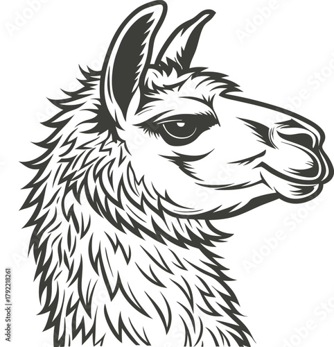 Detailed sketch of a llama head in profile black and white