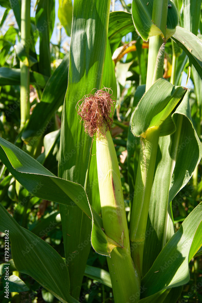 Fototapeta premium Organic grown corn plants in a sunny field.