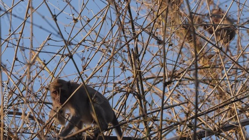 Monkey in nature, Cautiously foraging macaque among tangled branches under peaceful late afternoon