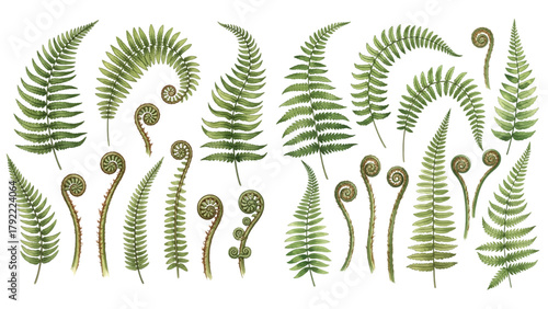 A collection of watercolor fern fronds in various shapes and sizes, isolated on a transparent background.