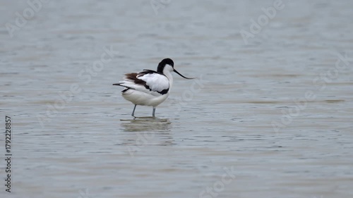 A Pied Avocet walking in shallow water