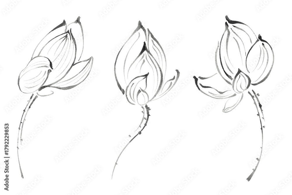 Fototapeta premium Elegant Ink Wash Lotus Flower Buds