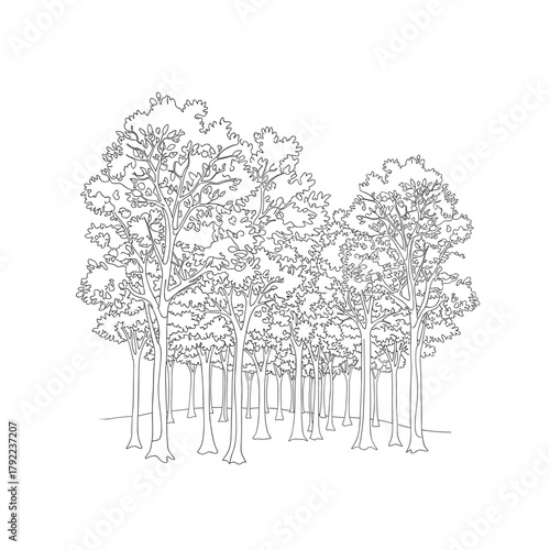 Detailed sketch of a dense forest canopy with visible tree trunks and ground detail