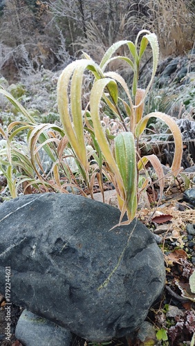 Wallpaper Mural grass in frost on the stone Torontodigital.ca