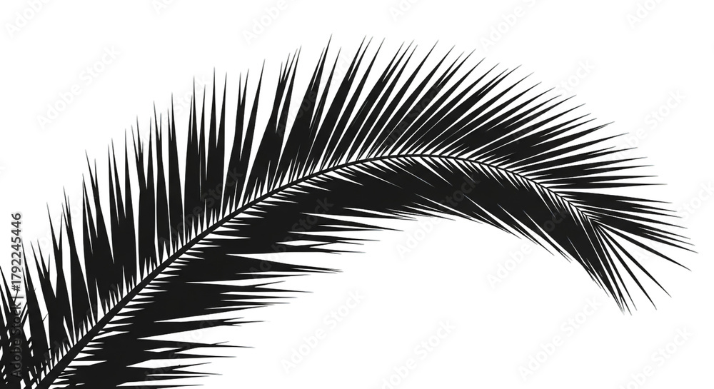 Fototapeta premium Dark palm frond against black background