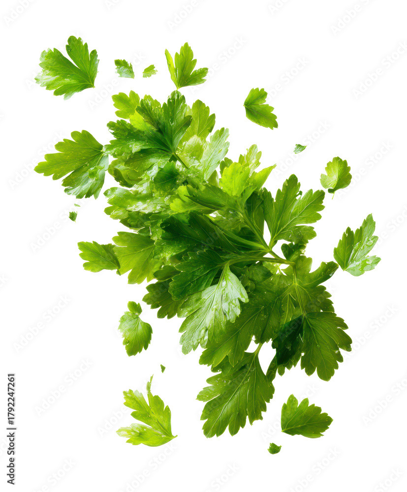 Fototapeta premium falling parsley leaves isolated on white or transparent png