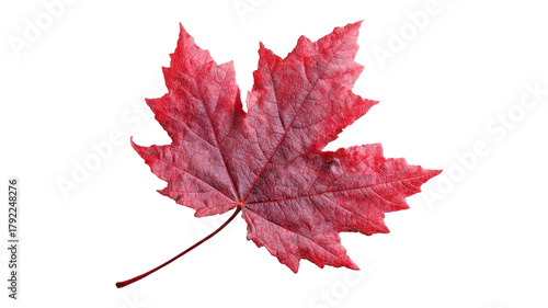 Bright red maple leaf isolated on white background depicting the autumn season's foliage and colors