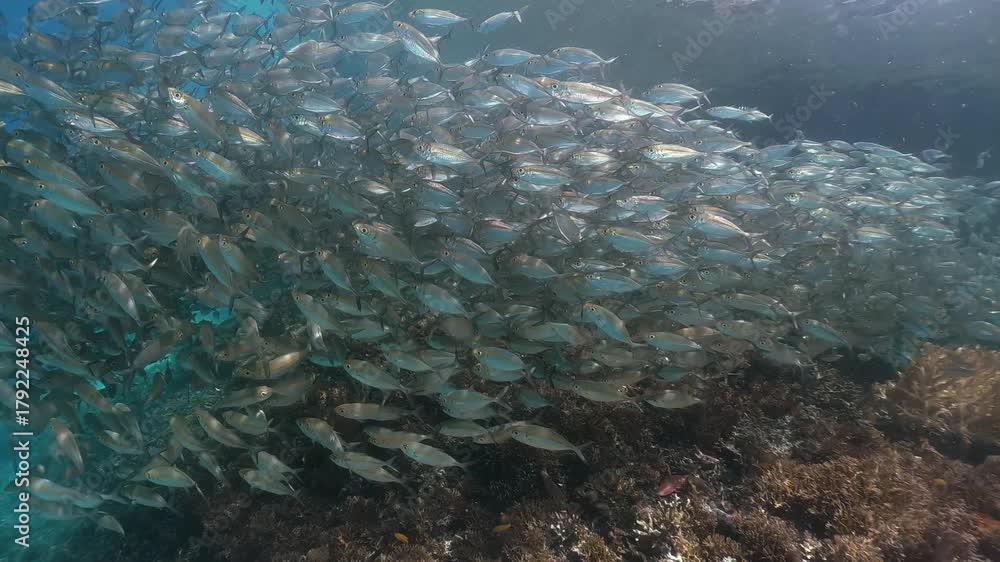 Underwater scenery of a massive school of Scad fishes, in slow-motion, high resolution, cinematic, shallow water