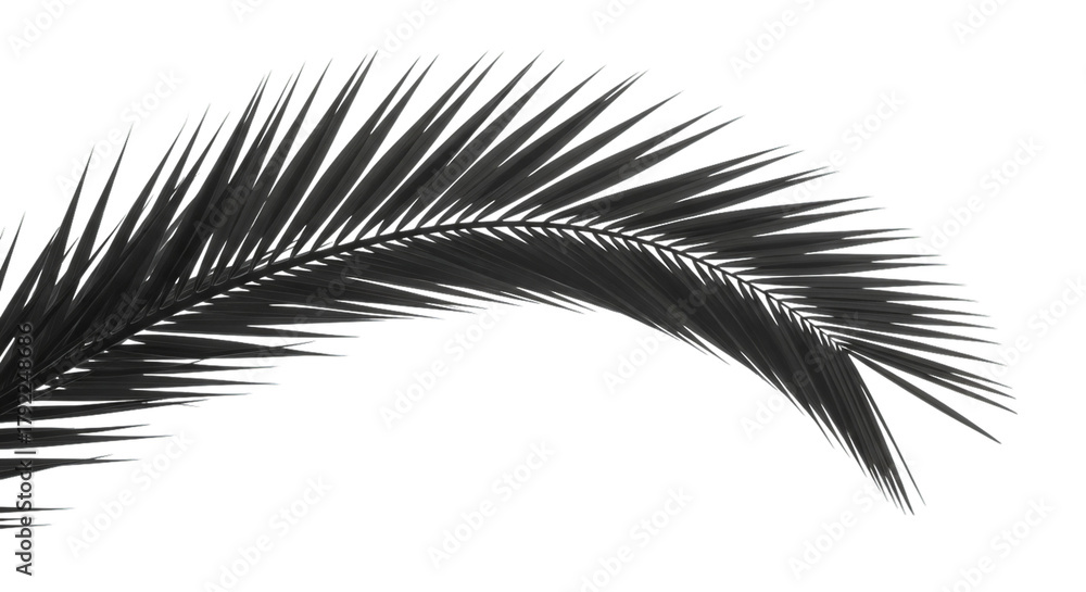 Fototapeta premium Dark palm frond against black background