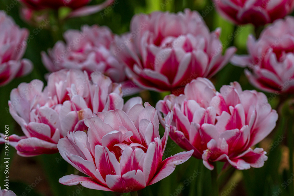 Fototapeta premium Tulips, Sea Side Park, Japan, Asia 