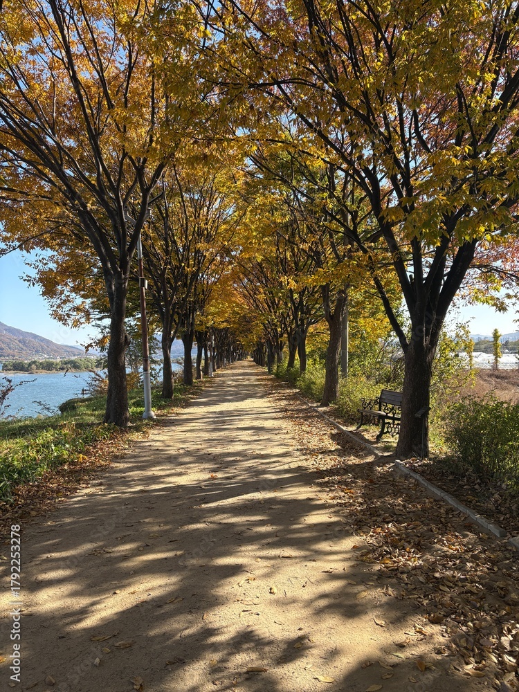 Fototapeta premium 단풍 나무 산책로