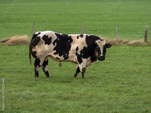 Bull blanc bleu belge in a meadow