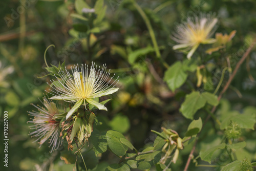 Фотография capparis divaricata flower or caper flower in forest