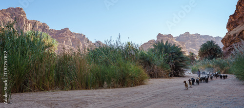 Saudi Arabia. Goat Shepherd in Wadi Al Disah. 