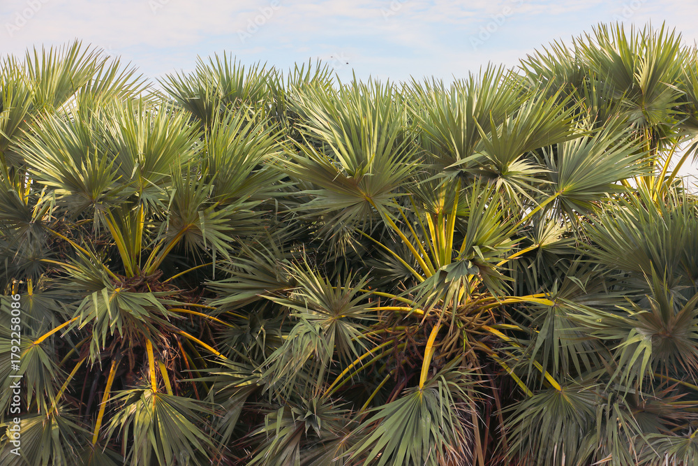 Naklejka premium Asian palm trees in coastal area