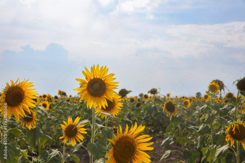 Fototapeta premium beautiful sunflowers in the field