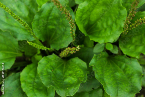Close up of a spoon leaf plant (Plantago major) growing in the yard