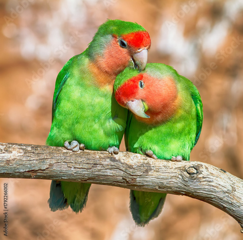 Pair of rosy-faced lovebirds cuddling on tree branch