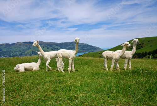 White alpakas are on backgrounds of fiord, South Island, New Zealand.