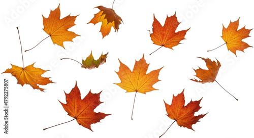 A group of colorful maple leaves in shades of orange, yellow, and red, scattered across a white background, capturing the essence of autumn.