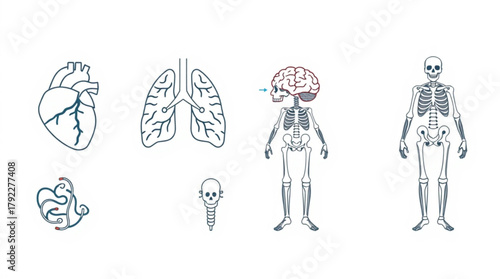Illustration of human anatomy featuring heart lungs brain skeleton and other internal organs in detail created with generated ai