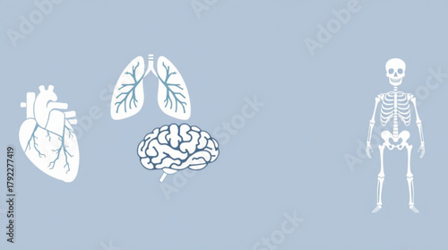 Illustration depicting human anatomy with heart lungs brain and skeleton on a light blue background created with generated ai